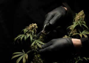 marijuana